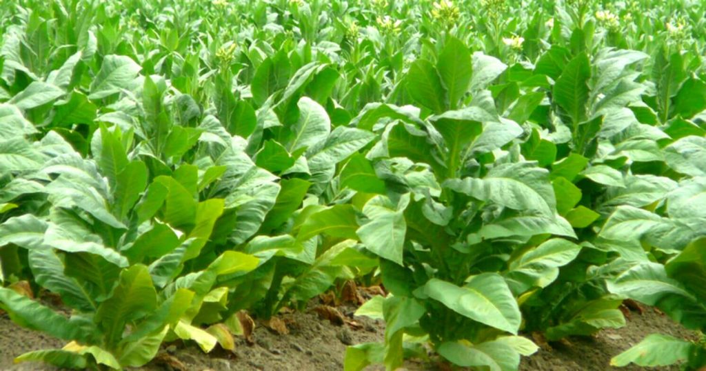 A captivating close-up of vibrant tobacco plants thriving on American soil.