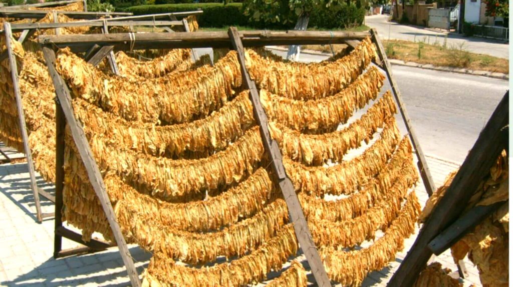 Behold the time-honored spectacle of traditional tobacco drying in the heart of Turkey