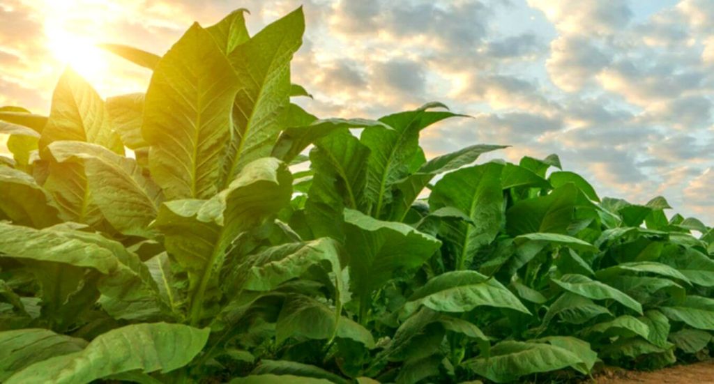 Behold the Golden Sunlight Bathing the Delicate Tobacco Leaves in a Close-Up View.