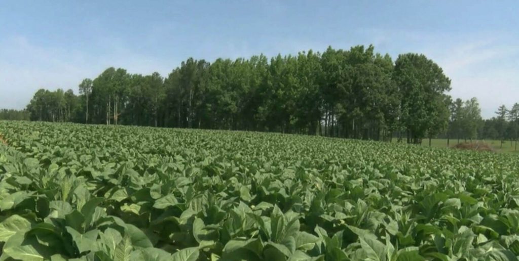 Panoramic view of a thriving Virginia tobacco farm.