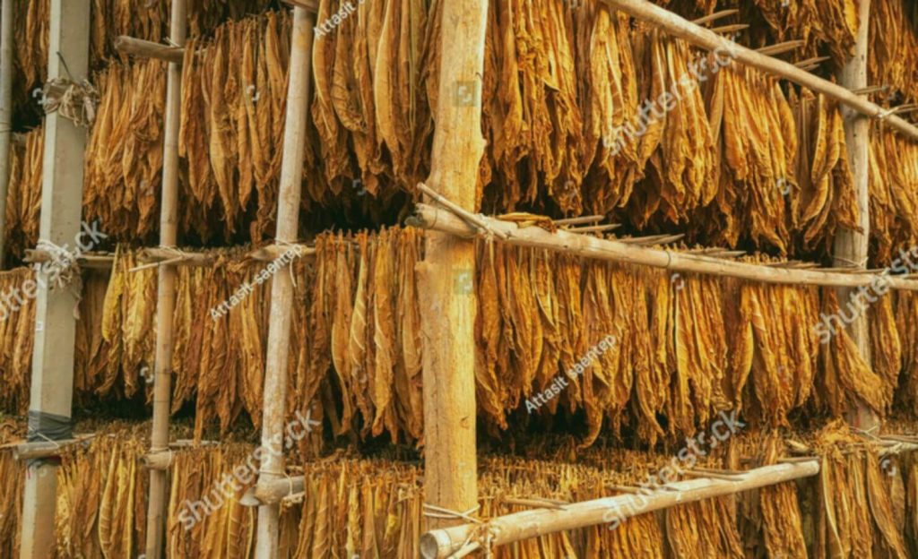 Witness the time-honored tradition of Burley tobacco drying in rustic barns